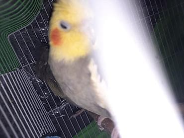 Gəmiricilər: 1cüt karella qəfəs yem və su qabilari yellənçək yuva qusdarda hazır — 2