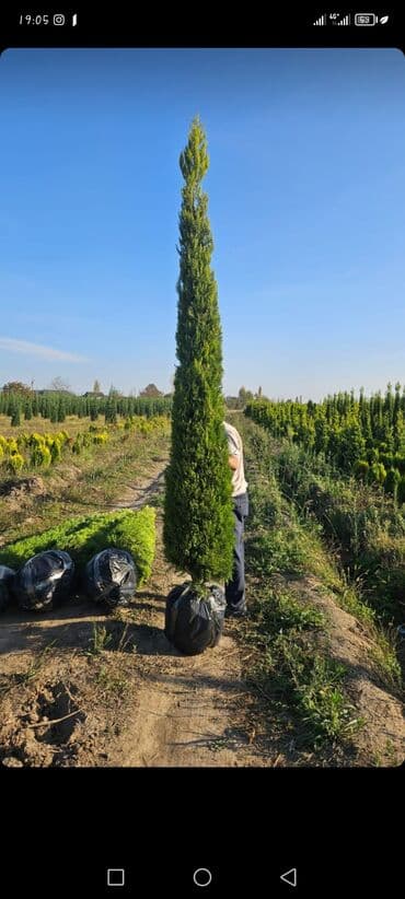 premium çay fabriki: 2azn — 3