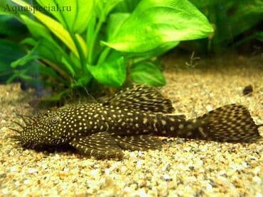 oskar balığı: Ansistrus, Sülhsevər, Pulsuz çatdırılma — 2