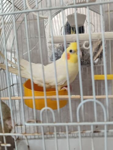 Dişi sarı karella quşudur 5-6 aylıqdır. erkək 3-4 ayliq karella quşu