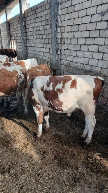 xacmazda satilan inekler: Simmental erkək danalar — 1