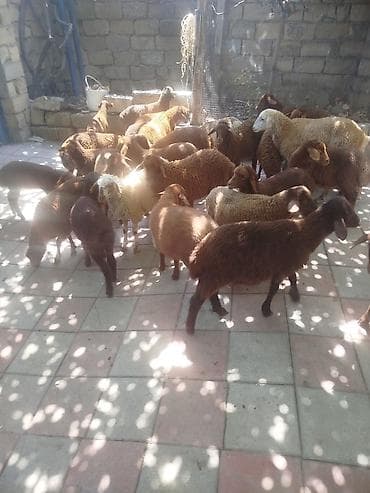 Qoyun-quzu sürüsü satılır - Növ: yerli ətlik qoyunlar, ana qoyunlar lalafo.az -da Qoyun-quzu sürüsü satılır - Növ: yerli ətlik qoyunlar, ana qoyunlar