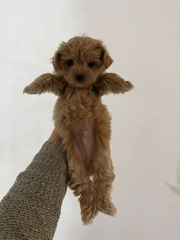 it etibarli: 2 ay, Erkek, Peyvəndli, Ünvandan götürmə — 3