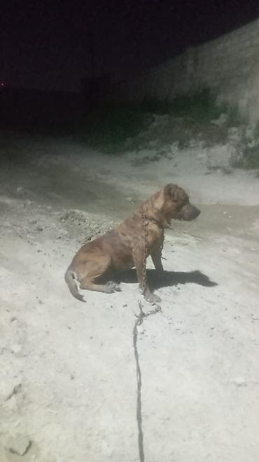 itlerin cutlesmesi: Pitbul, 3 il, Erkek — 2