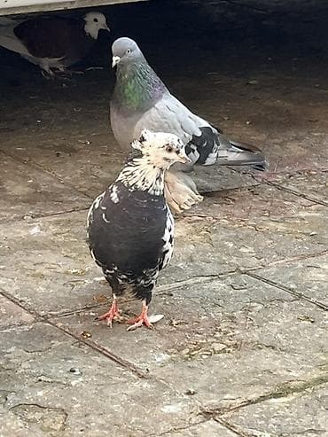 Digər heyvanlar: Biz kekil cil maya olmalidi 2 3 gun olar tutulub yarim qanadi — 3