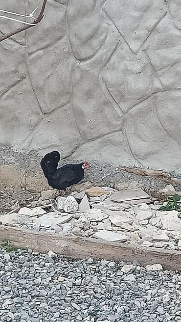 star quşu: Qara rəngli dekorativ toyuq - Rəng: tam qara lələklər, parlaq qırmızı — 1