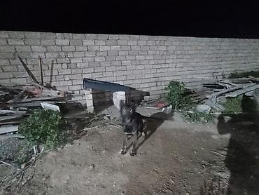 it paltarları: Erkek — 3