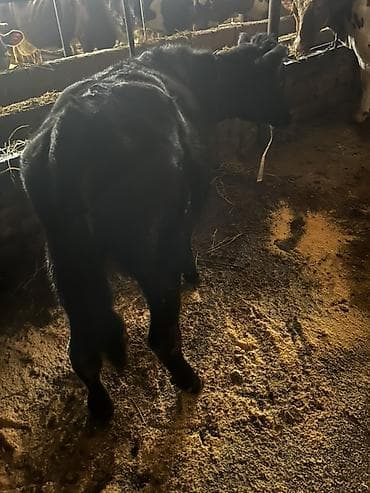 dana adları: 1 erkey 1 dişi qiymet iksine aiddi — 3