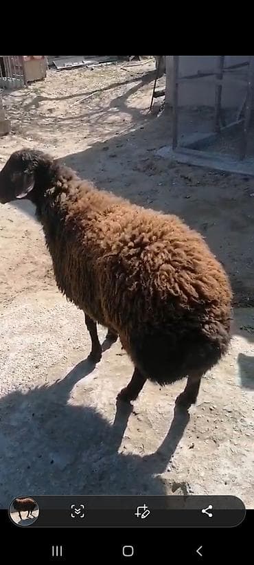 Buynuzlu heyvan, qoyun - Rəng: qara baş–boyun, bədənində tünd qəhvəyi — 2