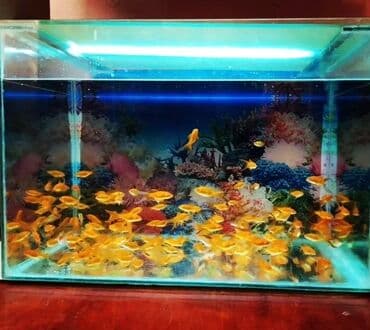 baliq tutmaq ucun yem: Qızıl balıq, Sülhsevər, Pulsuz çatdırılma — 4