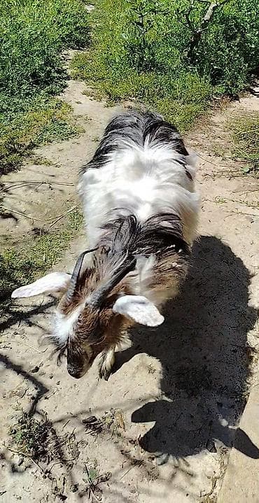 keçi balası: Dişi, il: 1, Südlük, Ünvandan götürmə — 6