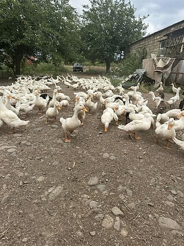 Məhsul: Ağ ördək sürüsü Təsvir: - Kənd həyətində sərbəst — 6