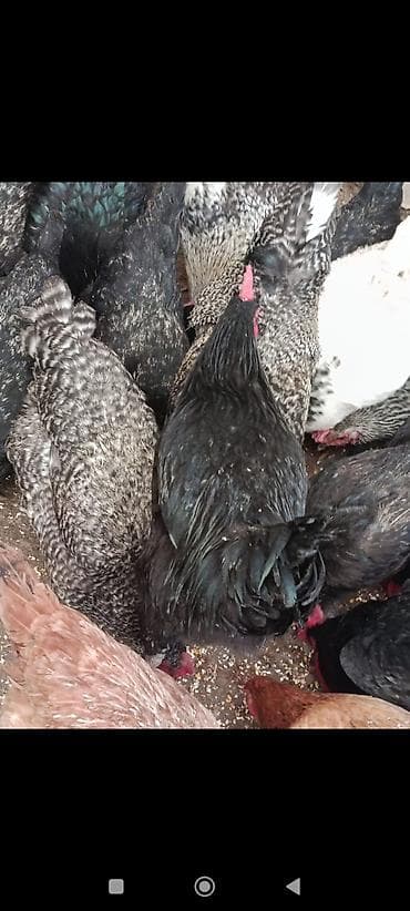 lələk: Məhsul: Safqan qara rəngli döyüşkən xoruzlar və yumurta istiqamətli — 5