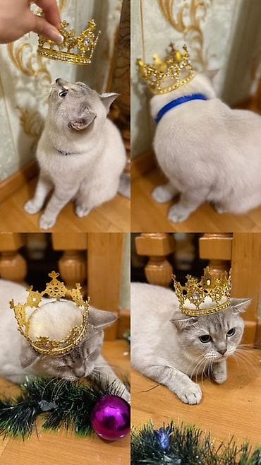 мини пудель: Sahibləndirilir : Paroda Colorpoint Chincilla 3 yaş Erkək hal hazırda — 2