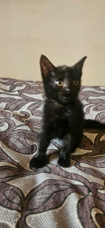 приют для собак баку: Самка, В добрые руки, Бесплатная доставка — 4