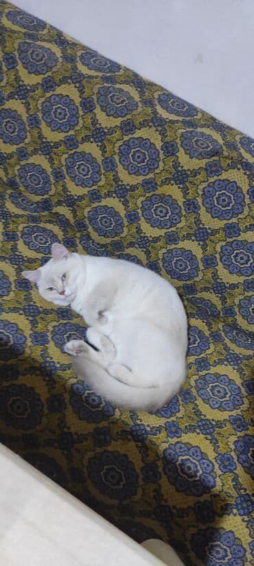 pişik üçün tualet: Britan — 4