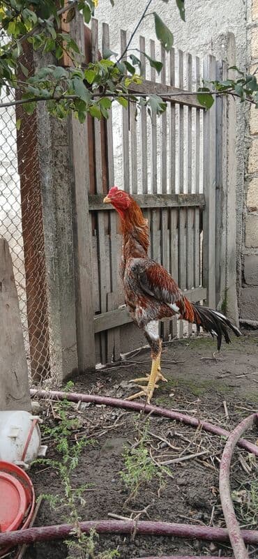 большая клетка для попугая: Məhsul: Uzunboylu xoruz (yerli döyüş/oyun tipli görünüş) Təsvir: - — 1