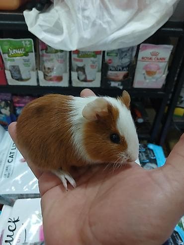 qaz satilir: Dəniz donuz( marskoy svinka) balaları satılır. Ailə mühitinə — 3