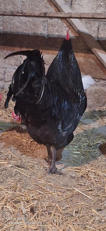 2 ayliq cuceler: Avstalorp Cinsi xoruz – tam qara — 2