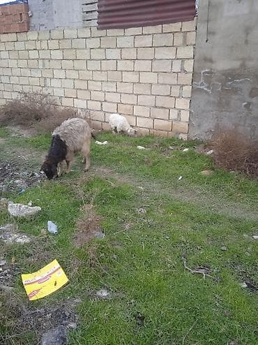 Dişi, il: 3, Damazlıq, Ünvandan götürmə