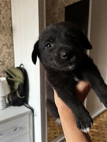 Labrador-retriver, 1 ay, Erkek