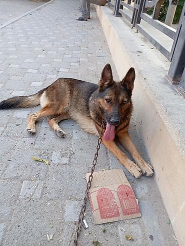 çoban iti qiyməti: Alman çoban iti, Dişi, Peyvəndli — 3