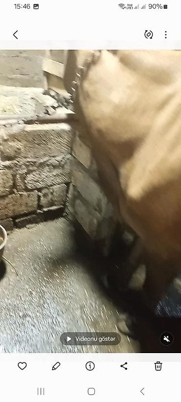 Inəklər, öküzlər: Satış üçün 2 baş iri buynuzlu heyvan - Növ: inək - Rənglər: biri açıq — 2