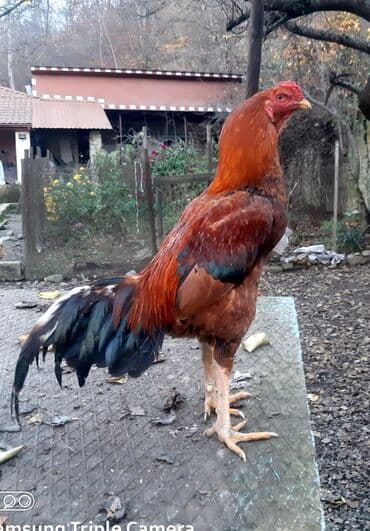 Salam Heyratı beçə 80 Heyratı sarıfete Fotoşəkillər Samsung Galaxy A7 — 3