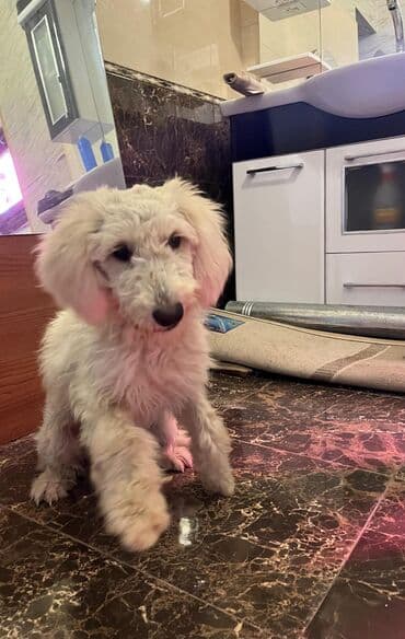 sahibsiz itlər: Pudel, 8 ay, Dişi, Sənədli, Ünvandan götürmə — 3