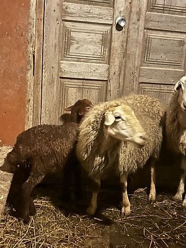 qoyun yanıbala: Ana bala satilir 4 cu balasidi — 2