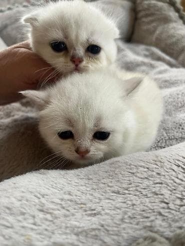 menks cinsli pişik: Şinşilla, Erkək, Dişi — 6