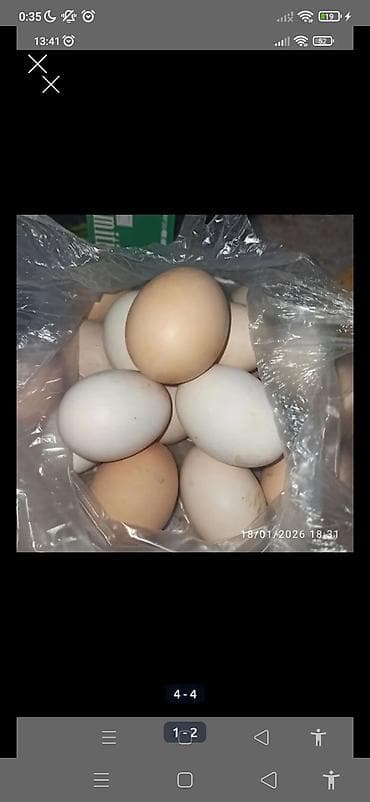 bayram kreminin faydaları: Təbii toyuq yumurtası qiymət 30 qəpik - Rəng: ağ və açıq krem — 2