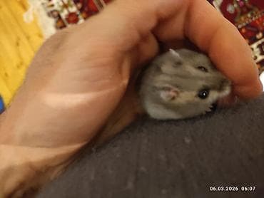 balaca pişikler: Cırtdan xomyak (cücə hamster) – boz-gümüşü rəng, qara parlaq gözlər — 1