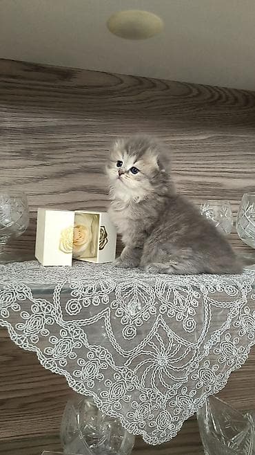 menks cinsli pişik: Tam sağlam uzuntüklü balalar saf Qandi. Ana ve ata şəkillərini ciddi — 8