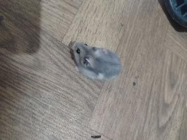 Cırtdan hamster (cücərmiş Dwarf/Syrian qarışıq rəngli) - Xırda — 2