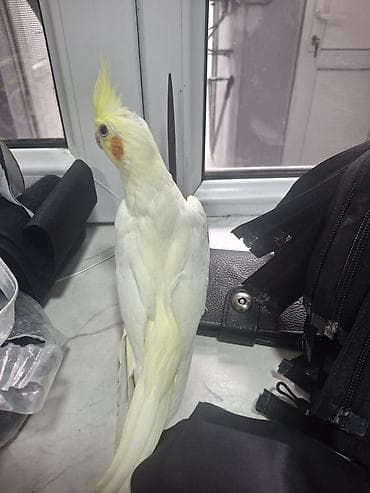 qara kepenek: Korella balasi — 2