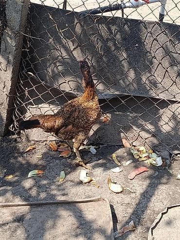 qala cinsi qoyun satilir: Toyuq, Damazlıq, Ödənişli çatdırılma — 1