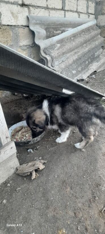 lalafo itlərin satışı: Peyvəndli — 4