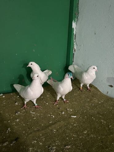 çardaq quşun yuvası: Ağ rəngli göyərçinlər dəsti - Növ: dekorativ/ev göyərçinləri - Rəng — 4