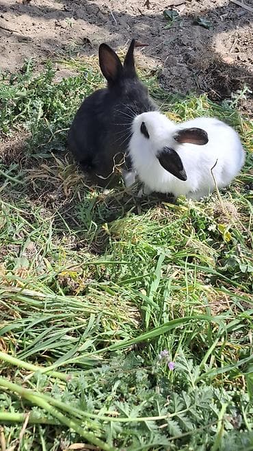 avçarka bala: Ev dovşanları – 2 gözəl bala - Rənglər: biri tam qara, digəri ağ — 2