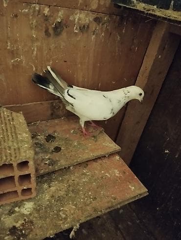 goyercinlər: Ev göyərçinləri – müxtəlif rəng və naxışlarda - Növlər: ev/uyuşdurma — 3