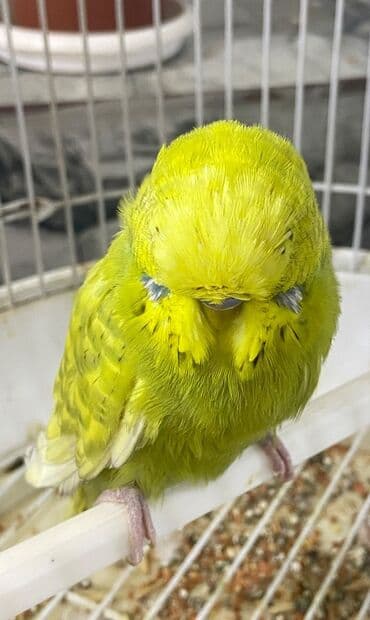 İtlər: Gözəl rəngdə təmiz növ.Erkək. Barter olar başqa növ quşlarla,buyurun — 2