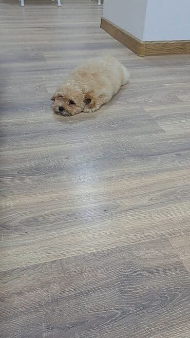 saanen keçisi satılır: Pudel, 3 ay, Erkek, Peyvəndli, Ünvandan götürmə — 2