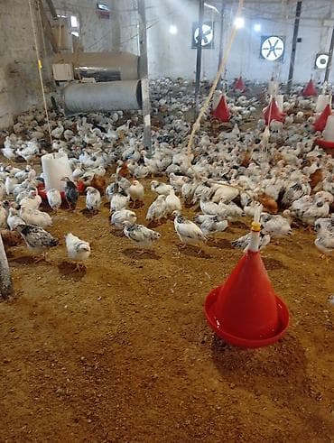 Toyuq cücələri, Ətlik