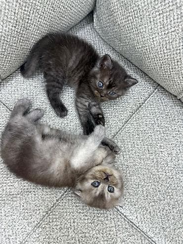 pişik cütleşdirme: Britan, Erkək, Dişi — 1