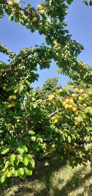tebii alma sirkesi satisi: Məhsul: Ərik bağı – yetişmiş ərik meyvələri Təsvir: - Şəkillərdə — 6