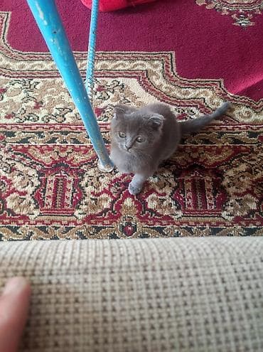 pişik sekilleri: Britan — 7