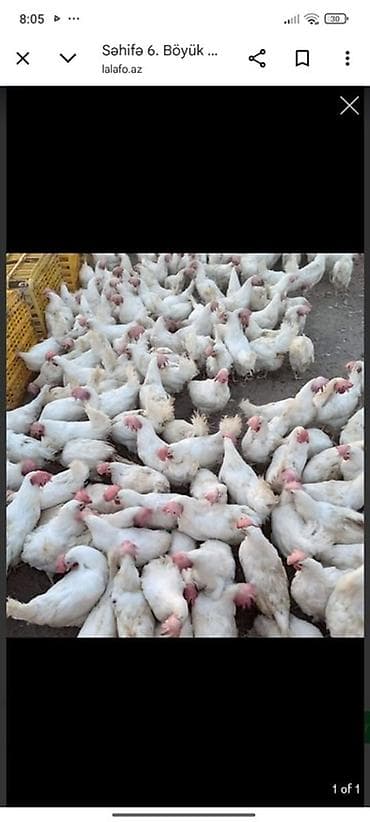 Digər heyvanlar: Ağ rəngli toyuqlar – iri sayda - Cins: broyler tipli ağ toyuqlar - — 1