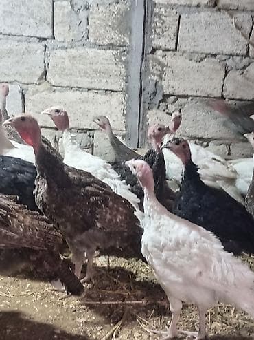 it cinsi: Kim neçe dene isdese götüre biler — 3