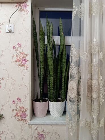 sine boyuden bitki: Sansevieria bitkisi (qılınc gülü və ya peyğəmbər qılıncı da deyilir) — 1